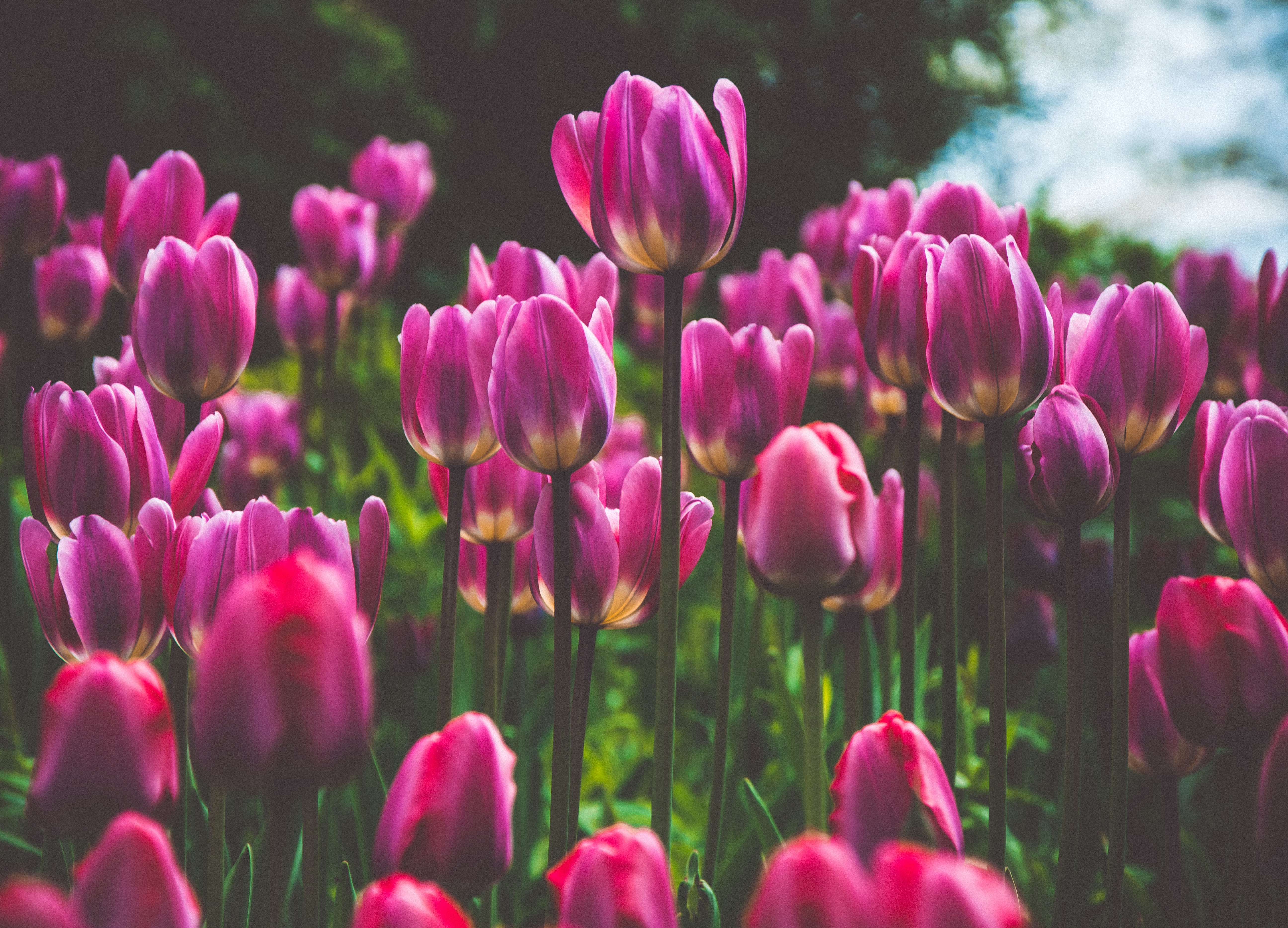 心理カウンセラーについて